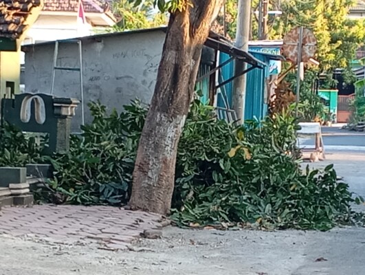 Ranting Mangga yang Menguji Kepedulian Lingkungan di Mimbaan Situbondo: Antara Aturan DLH, Pesantren, dan Kearifan Warga